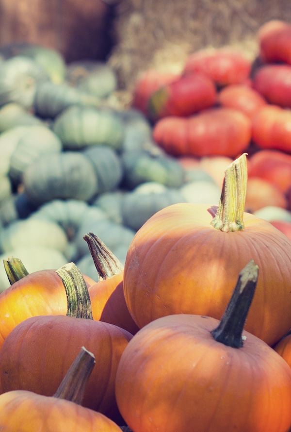 Fall Halloween Pumpkins